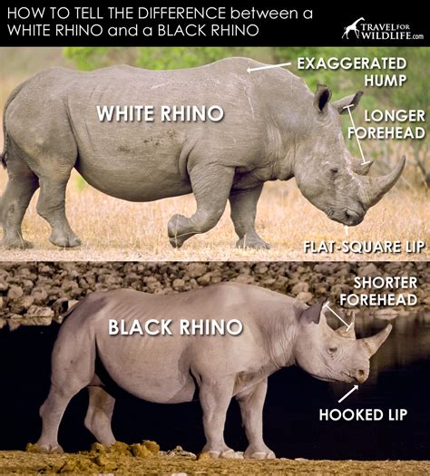 How to Tell the Difference Between Black and White Rhino | Travel For ...