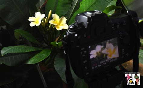 Taking plant time-lapse, how to and my Caladium and Plumeria time-lapses