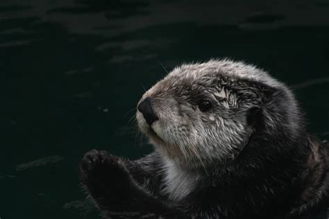 Sea Otter Threats & Dangers (They Need Our Help!) - Floofmania