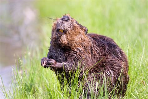 Beaver Facts - Animal Facts Encyclopedia