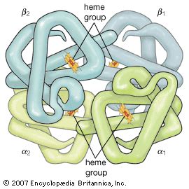 hemoglobin | Definition, Structure, & Function | Britannica