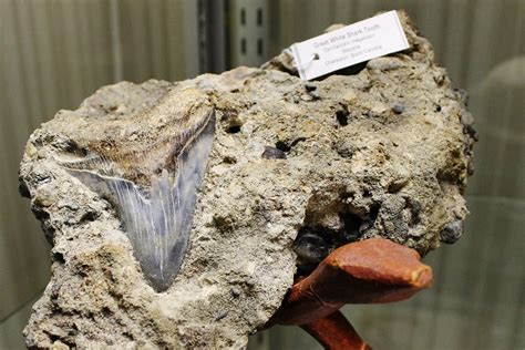 Specimen of the Month from the KGS collection: Megalodon teeth fossils