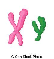 Chromosome clipart 20 free Cliparts | Download images on Clipground 2024