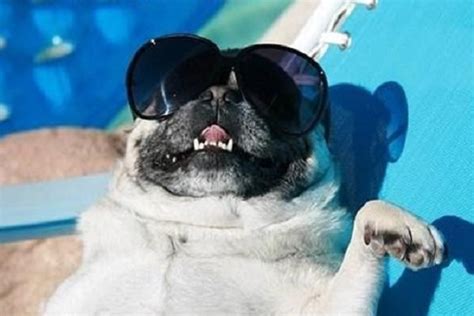 Ten Photos That Show Why Pugs Are Just the Best!