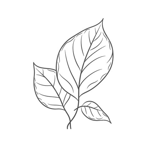 Line Drawing Of An Organic Leaf Outline Sketch Vector, Leaf Drawing, Wing Drawing, Rose Leaf ...