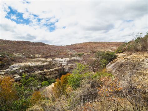 Caatinga - características, fauna e flora do bioma - InfoEscola