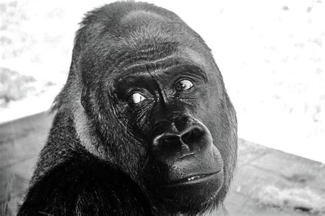 Gorilla Making Eye Contact Photograph by Cynthia Guinn - Pixels