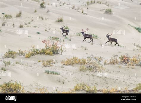 alaska kobuk valley national park kobuk valley sand dunes caribou from the central arctic herd ...