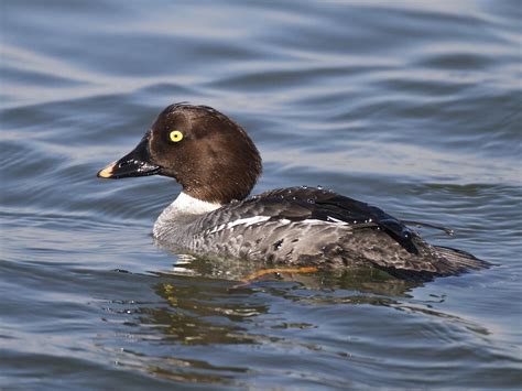 Common Goldeneye - eBird