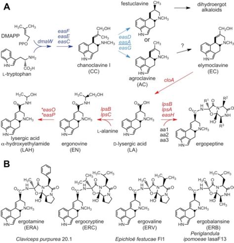 Ergot alkaloids and summary of biosynthesis pathway.(A) | Open-i