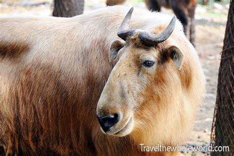 Visiting Zhouzhi Wildlife Reserve