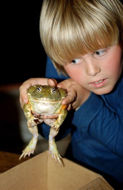 Bullfrog stock photo. Image of eating, vertebrate, giant - 3993712