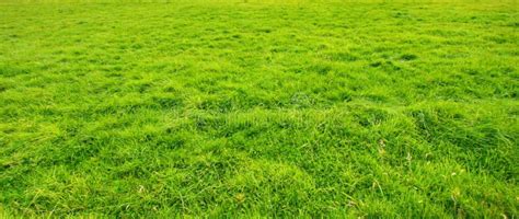 Grassy meadow background stock image. Image of land, cloud - 9015505