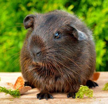 Boy Guinea Pig Names - 200 Great Names For Male Guinea Pigs