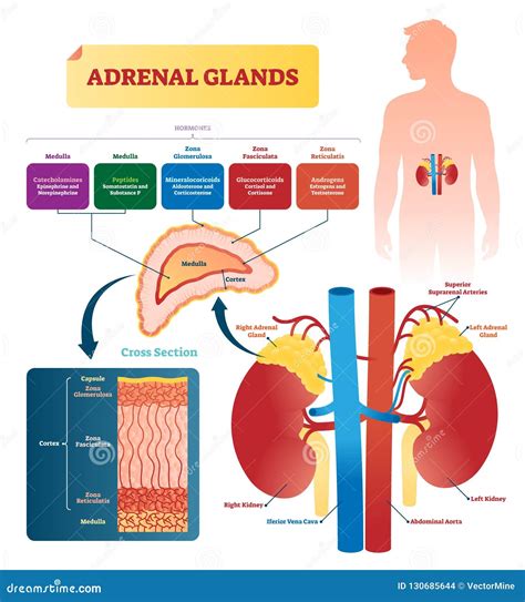 Adrenal Gland Diagram Labeled | The Best Porn Website