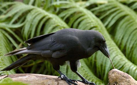 Naming contest for endangered Hawaiian crows gets underway