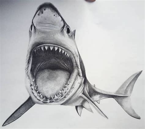 Tiffany Jo on Instagram: "Sharky #shark #realismshark #realism #sharkportrait #pencil # ...