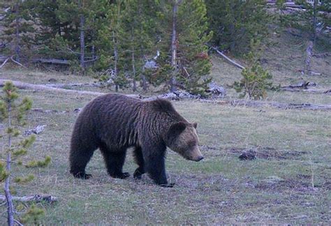 Yosemite National Park designates wildlife protection zones throughout ...