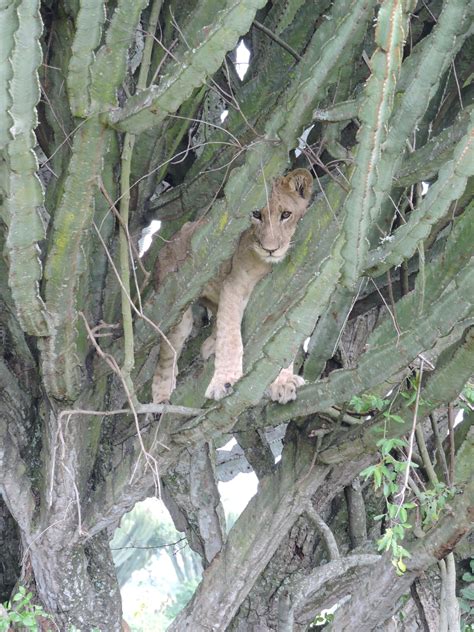 Lions Queen Elizabeth National Park Uganda - cubs in trees | National ...