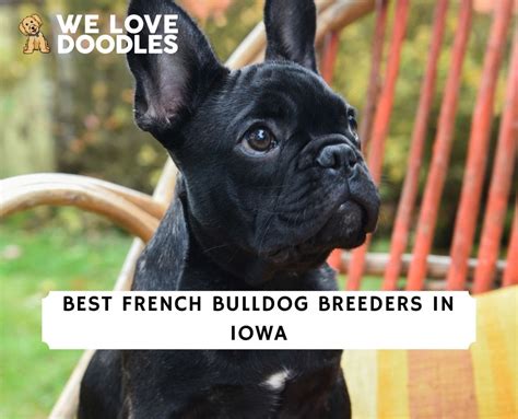 7 Best French Bulldog Breeders in Iowa!