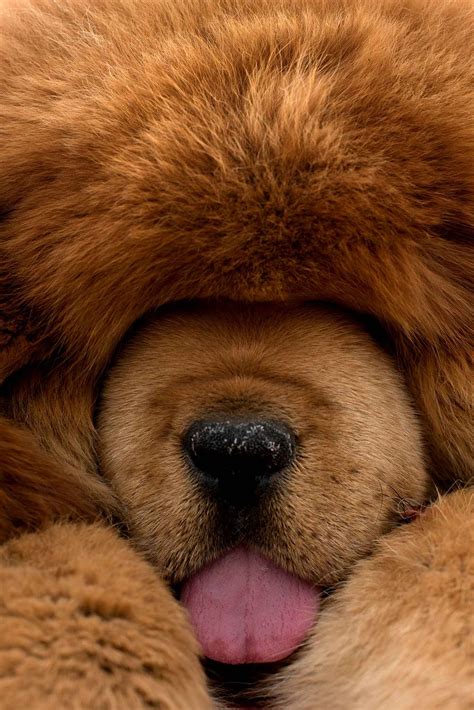 Les animaux de la semaine | Fluffy dogs, Dog breeds, Tibetan mastiff dog