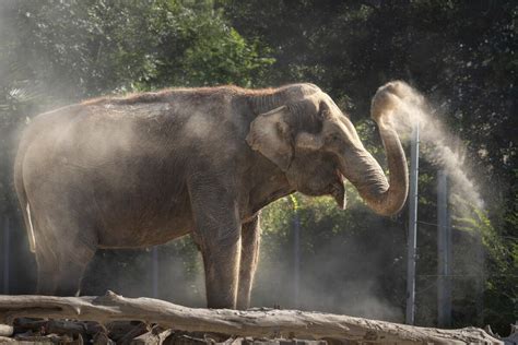 Oldest Asian elephant at Los Angeles Zoo is euthanized at 61 - Los Angeles Times