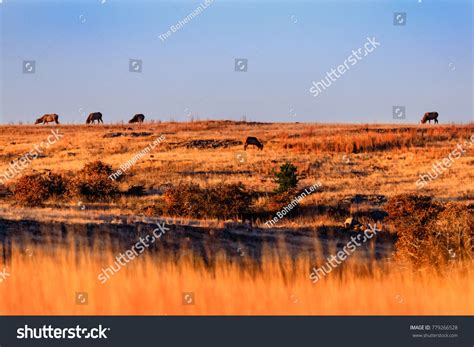 Wild elk gathering to graze in the early morning at Wichita Mountains National Wildlife Refuge ...