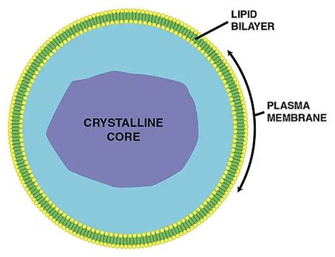 Peroxisomes - An Overview - Definition, Function and Structure