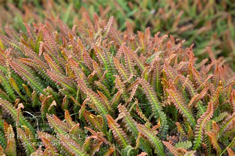 Unidentified small fern Photograph, #23613, Natural History Photography