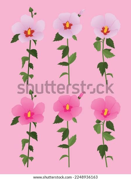 Mugunghwa National Flower Korea Stock Vector (Royalty Free) 2248936163 ...