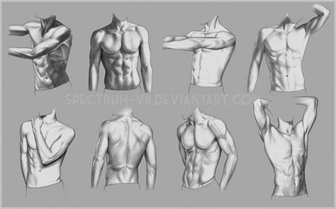 Anatomical Study: Torso by Spectrum-VII on DeviantArt