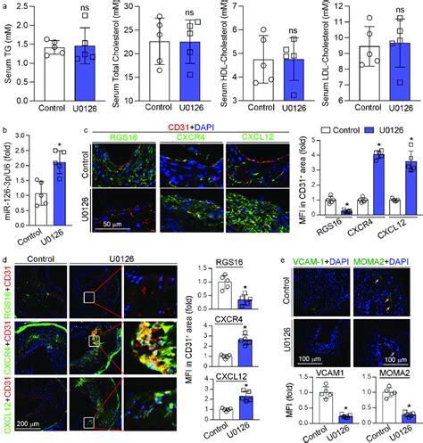 MEK1/2 inhibition facilitates endothelium repair in vivo. (a-c, e)... | Download Scientific Diagram