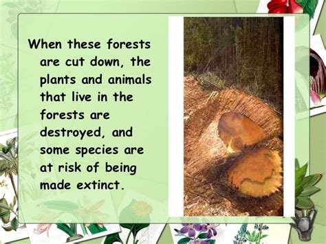 Save the forest