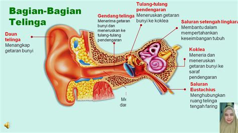 Bagian Bagian Telinga Dan Fungsinya Beserta Gambarnya - IMAGESEE