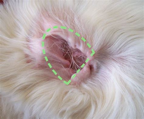 Plucking Ear Hair- Old English Sheepdog | Oren, Labradoodle, Oor schoonmaken