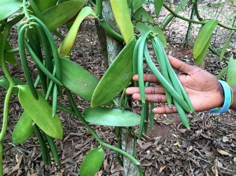 Vanilla Farming, Planting, Growing Methods | Asia Farming