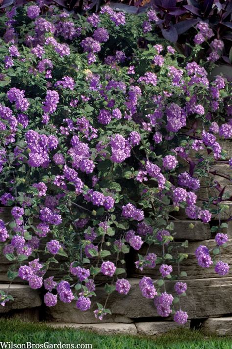 Buy Trailing Lavender Lantana | FREE SHIPPING | Wilson Bros Gardens | 1 ...