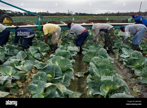 Harvesting cabbage Florida USA Stock Photo - Alamy