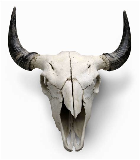 Buffalo Skull w Horns - Park City Museum