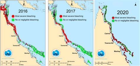 Despite 2021 being a good year for coral health, coral in the Great Barrier Reef has declined ...