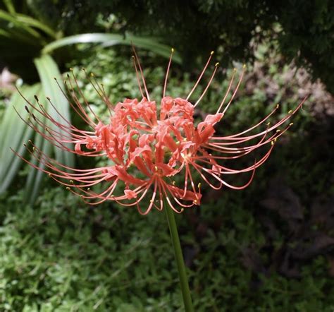 Lycoris radiata (Equinox Flower, Hurricane Lily, Naked Lily, Red Magic Lily, Red Spider Lily ...