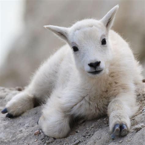 12 Reasons Baby Goats Are Taking Over the Internet