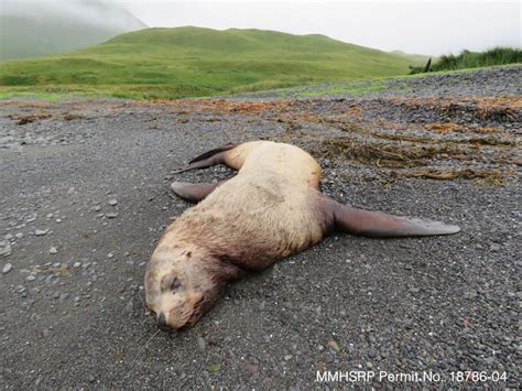 Biologists hope dead sea lion will provide insight into endangered ...