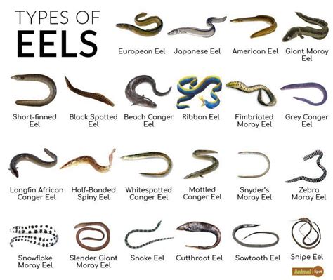 Eel Facts, Types, Reproduction, Life Cycle, Classification, Pictures