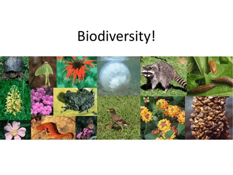 Biodiversity Presentation Powerpoint (ppt)