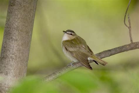 Red-eyed Vireo "Vireo olivaceus" | Boreal Songbird Initiative