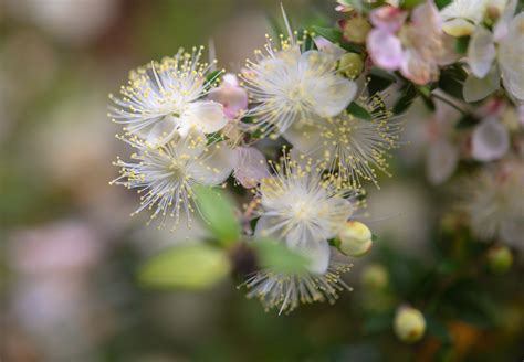 How to Grow and Care for Common Myrtle