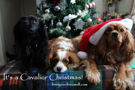 Living Our Lives Well: It's a Cavalier King Charles Christmas!