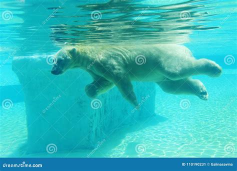 White Polar Bear Swimming Under Water. Stock Image - Image of swimming ...