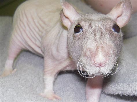 Hairless Rats Wallpapers - Wallpaper Cave